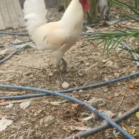 خروس محلی اصل