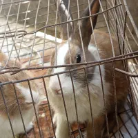 خرگوش|موش و خرگوش|میناب, |دیوار