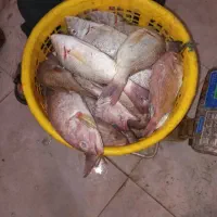 ماهی فروشی|ماهی|هندیجان, |دیوار