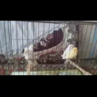 قناری موزائیکی وزرد