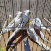 یه جفت مولد وایت فیس و مروارید با دو عدد جوجه