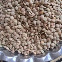 عدس|خوردنی و آشامیدنی|ابهر, |دیوار