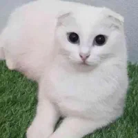 گربه اسکاتیش