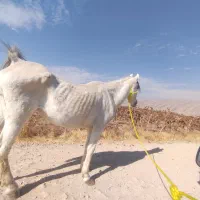 مادیان ترکی خالص.