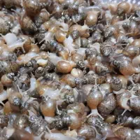 حلزون|خزنده|اراک, |دیوار