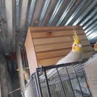 عروس هلندی لوتیون زعفرانی نر|پرنده|اسفراین, |دیوار