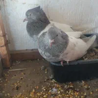 کبوتر سینه ای ست یک جفت