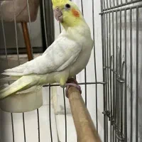 عروس هلندی لوتینو|پرنده|اراک, |دیوار