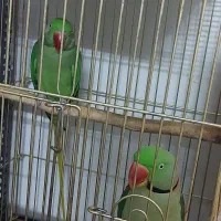 جفت طوطی نائب السلطنه و شاه طوطی|پرنده|تهران, بازار|دیوار