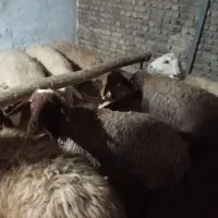 تعداد22راس میش جوان و ابستن