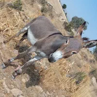 الاغ نر مناسب سواری|حیوانات مزرعه|ارژن, |دیوار