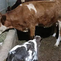 گاوسیمینتال