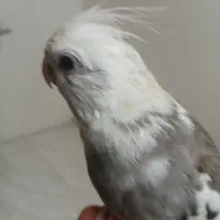 جفت عروس هلندی دستی|پرنده|کرج, منطقه ویژه اقتصادی پیام|دیوار