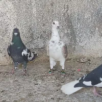 کبوتر عطیقه