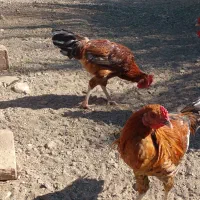 فروش خروس.و جوجه خروس محلی|حیوانات مزرعه|کهنوج, |دیوار