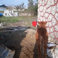 لیشه چالوسی ۷ماهه    گاو ورزا|حیوانات مزرعه|رشت, شهرک صبا|دیوار