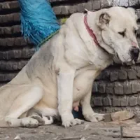 آلابای روسی ماده دمه فحل