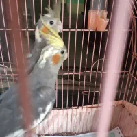 فروش عروس هلندی|پرنده|بندرعباس, |دیوار