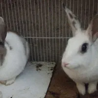 خرگوش باهوش