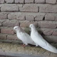 کبوتر سفید