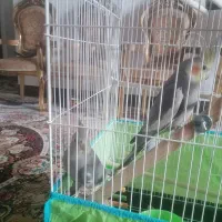 عروس هلندی سخنگو