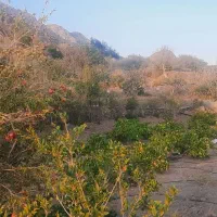 باغ زیبا و سرسبز در قز