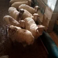 فروش بره نر و ماده