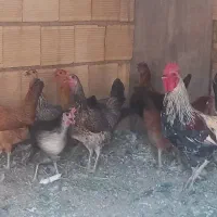 تخم مرغ لری اصیل