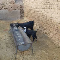 بزبزغاله نر(چپش خودش چپشی اورده)