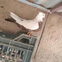 کفتر|پرنده|سردرود, |دیوار