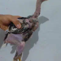 جوجه لاری