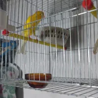 قناری رسمی بلند ورسمی|پرنده|نوشهر, |دیوار