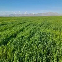 زمین-کشاورزی-دیم-اجاره-ای
