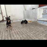 سگ پینچر دوبرمن مینیاتوری|سگ|کرمانشاه, |دیوار