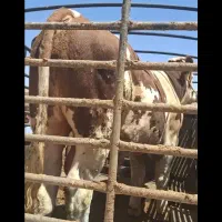 انواع گاوداشتی وگوشتی. گوساله شمارابصورت نقد میگرم