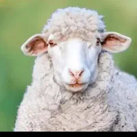 بره نر