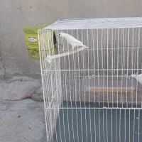 ۲جفت مرغ عشق    1جفت فنچ نرگسی