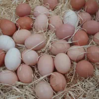 تخم مرغ محلی ارگانیک