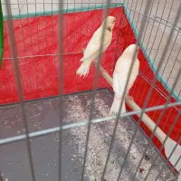 قناری|پرنده|داراب, |دیوار