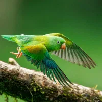 خریدار حواله خودرو