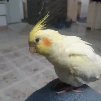 عروس هلندی ۷ماه