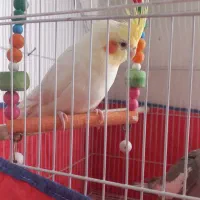 عروس هلندی یه جفت. ۲۵۰۰|پرنده|لالجین, |دیوار