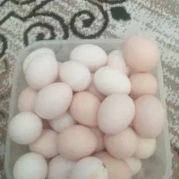تخم مرغ دونه ای ۱۰ تومن
