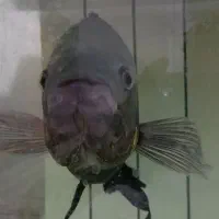 ماهی آکواریومی