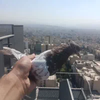 کبوتر پرشی غریبگیری|پرنده|تهران, جردن|دیوار