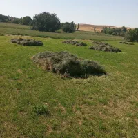 فروش علوفه بسته بندی آماده