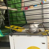 یک جفت عروس هلندی و یک جوجه|پرنده|ایلام, |دیوار