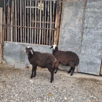 بره نرو ماده قربانی و توقلی های ماده