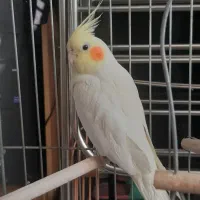 عروس هلندی ماده