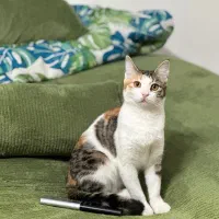 گربه چهار ماهه واکسن خورده